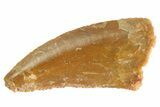 Serrated Raptor Tooth - Real Dinosaur Tooth #332820-1